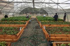 Vegetable Tunnels students working