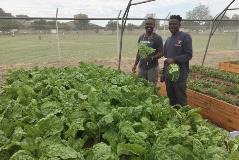 Vegetable Tunnels students harvesting