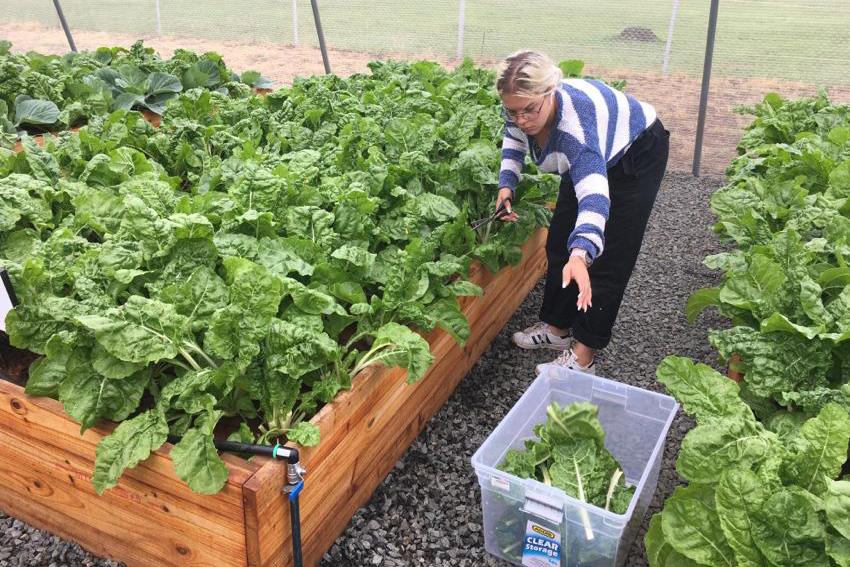 Vegetable Tunnels students harvesting