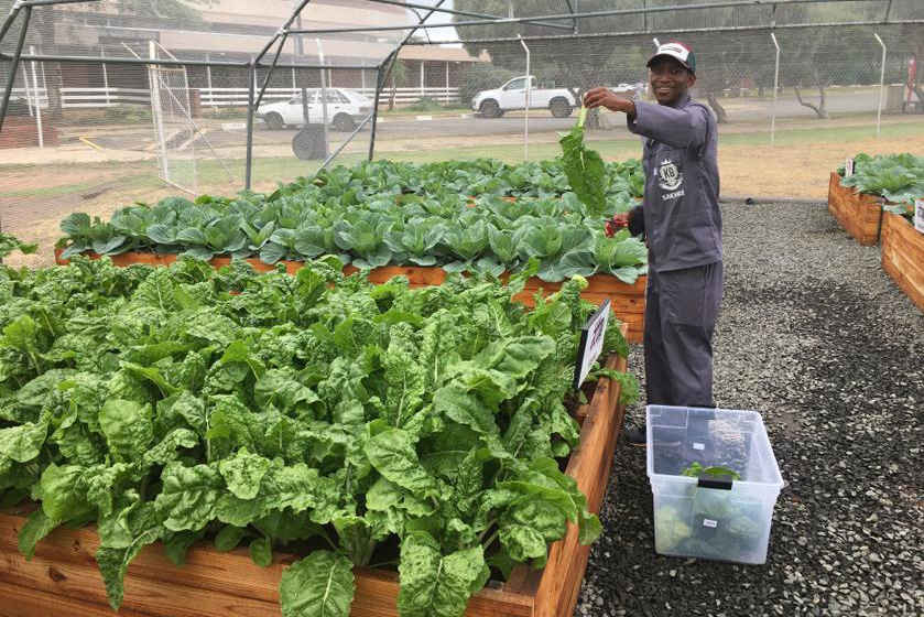 Vegetable Tunnels students harvesting