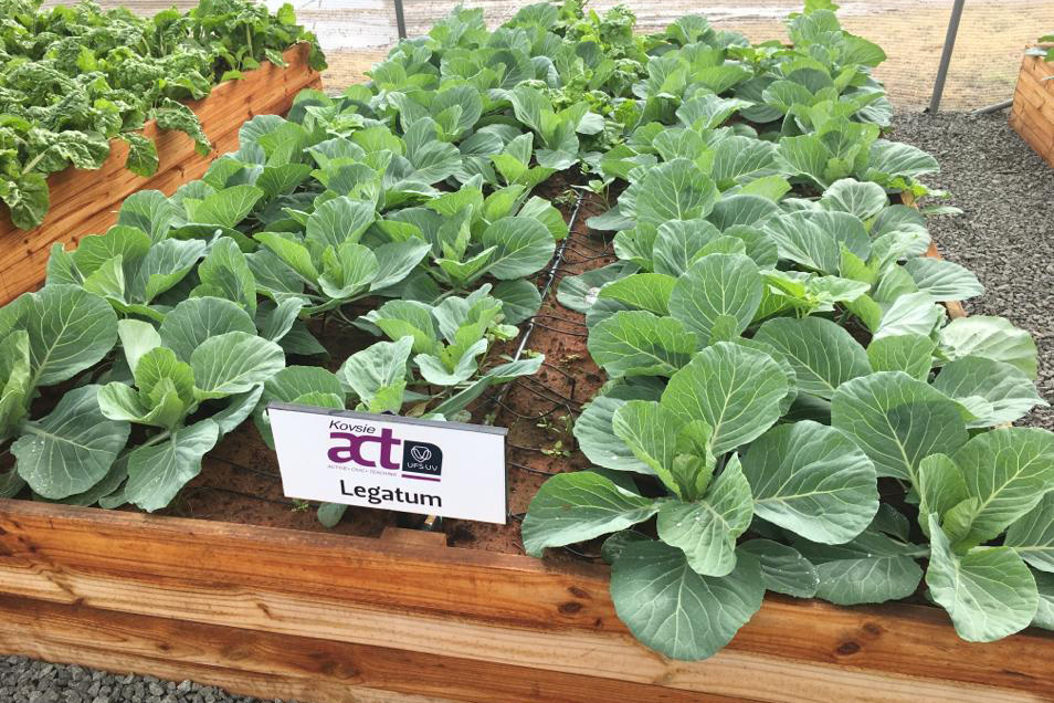 Vegetable Tunnels cabbage growing