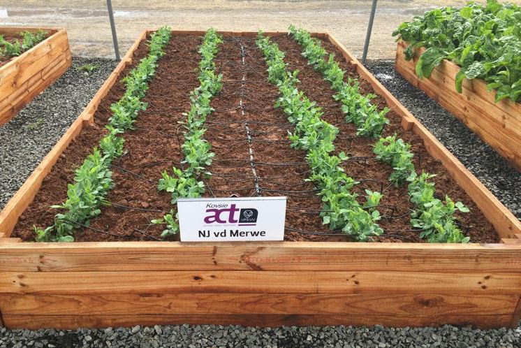 Vegetable Tunnels boxes with seedlings