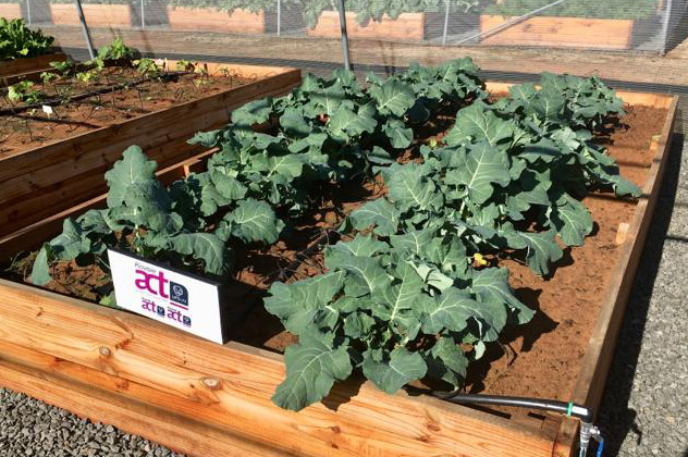 Vegetable Tunnels cabbage growing