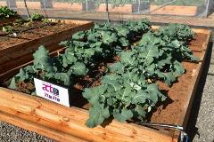 Vegetable Tunnels cabbage growing