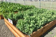 Vegetable Tunnels boxes with growing vegetables