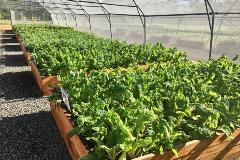 Vegetable Tunnels boxes with growing vegetables