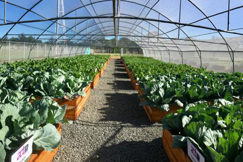 Vegetable Tunnels boxes with growing vegetables