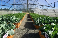 Vegetable Tunnels boxes with growing vegetables