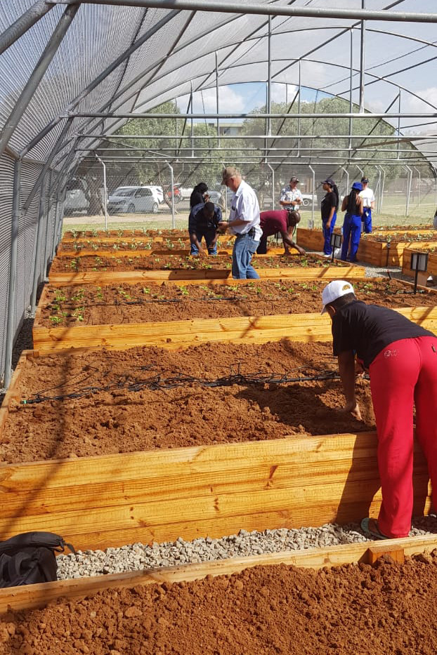 Vegetable Tunnels first planting of vegetables