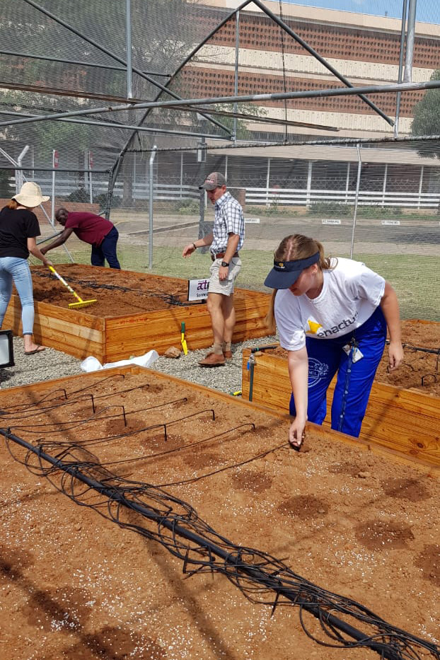 Vegetable Tunnels first planting of vegetables