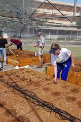 Vegetable Tunnels first planting of vegetables
