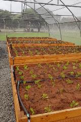 Vegetable Tunnels boxes with seedlings
