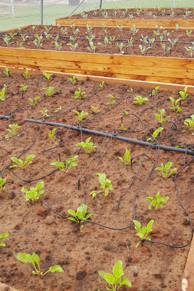 Vegetable Tunnels boxes with seedlings