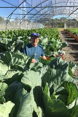 Vegetable Tunnels students harvesting