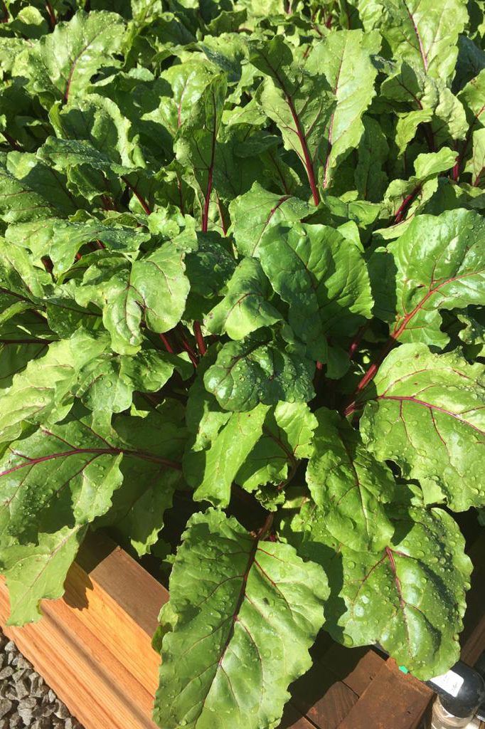 Vegetable Tunnels boxes with growing vegetables