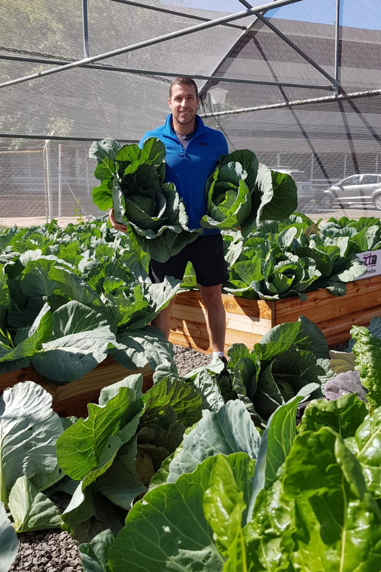 Vegetable Tunnels Harvest Cabbage