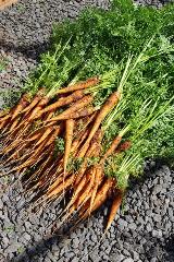 Vegetable Tunnels Harvest Carrots