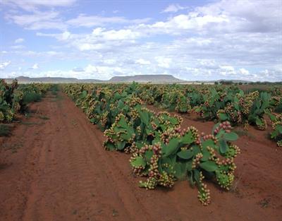 Cactus Pear Orchard Cactus Pear Orchard