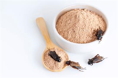 Cricket meal  Cricket flour Cricket meal  Cricket flour