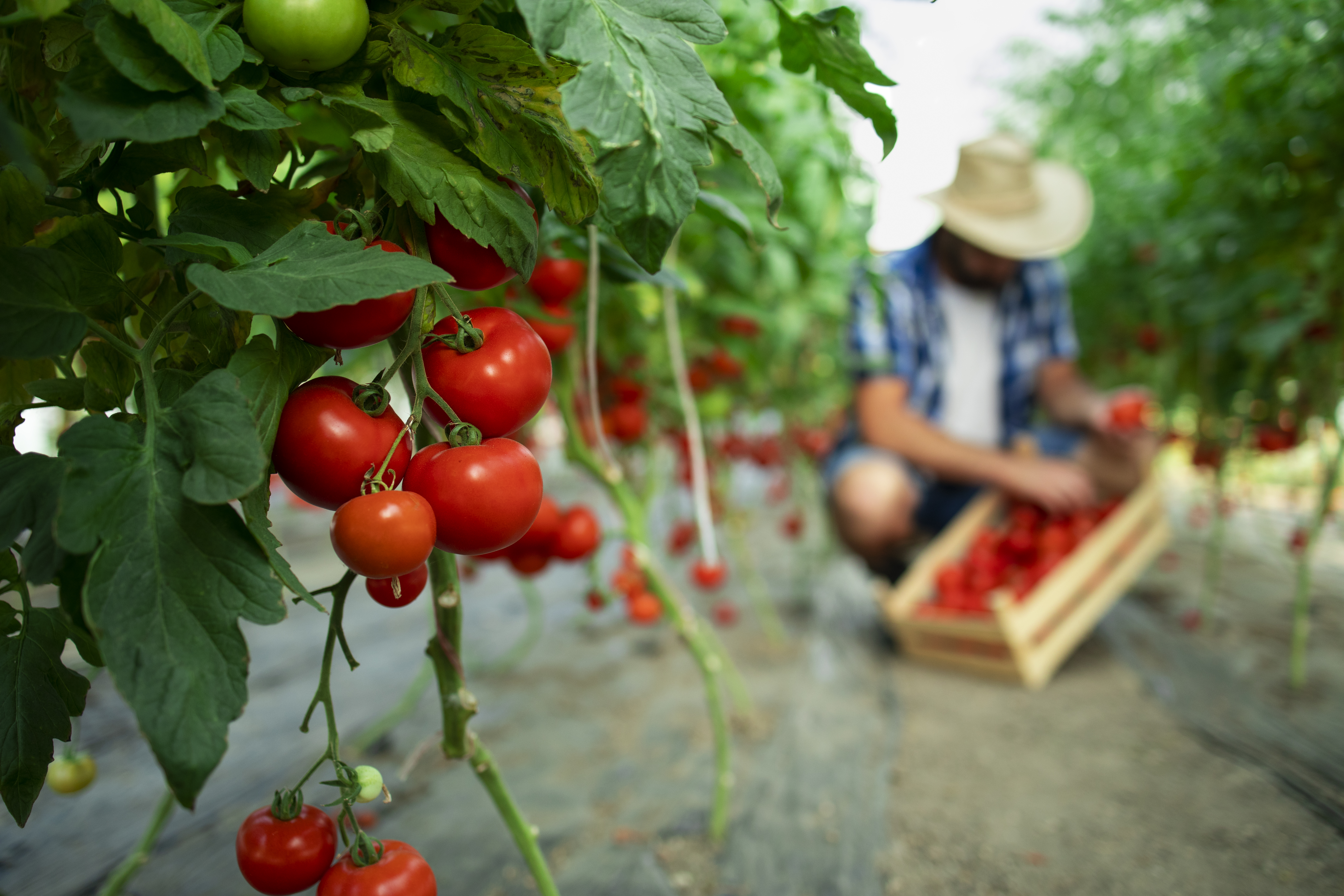 Tomatoes growing on vine