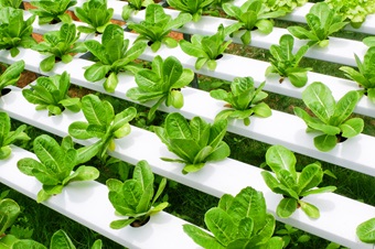 Lettuce growing in hydroponic system