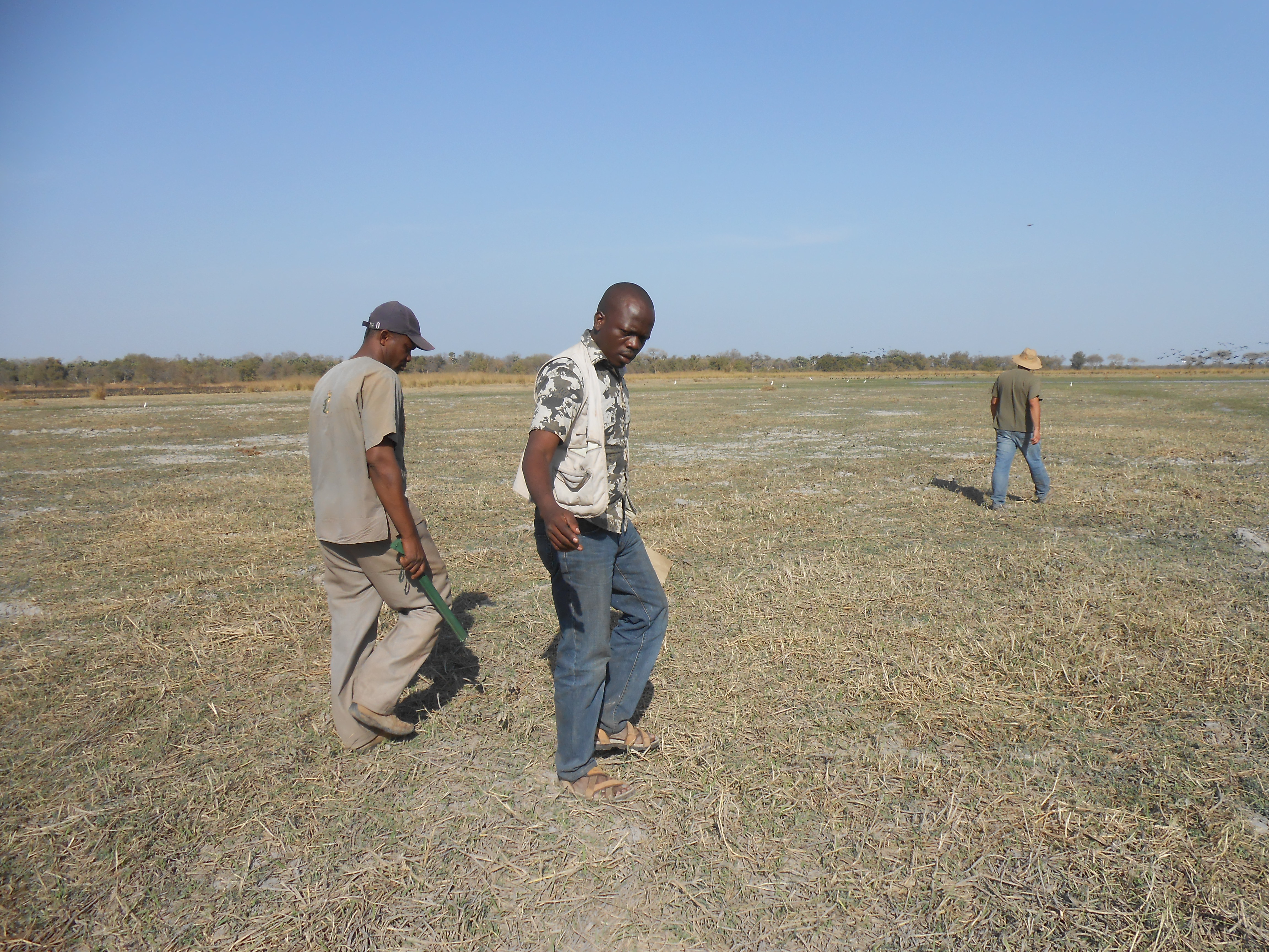 Prof Codron Tracing samples