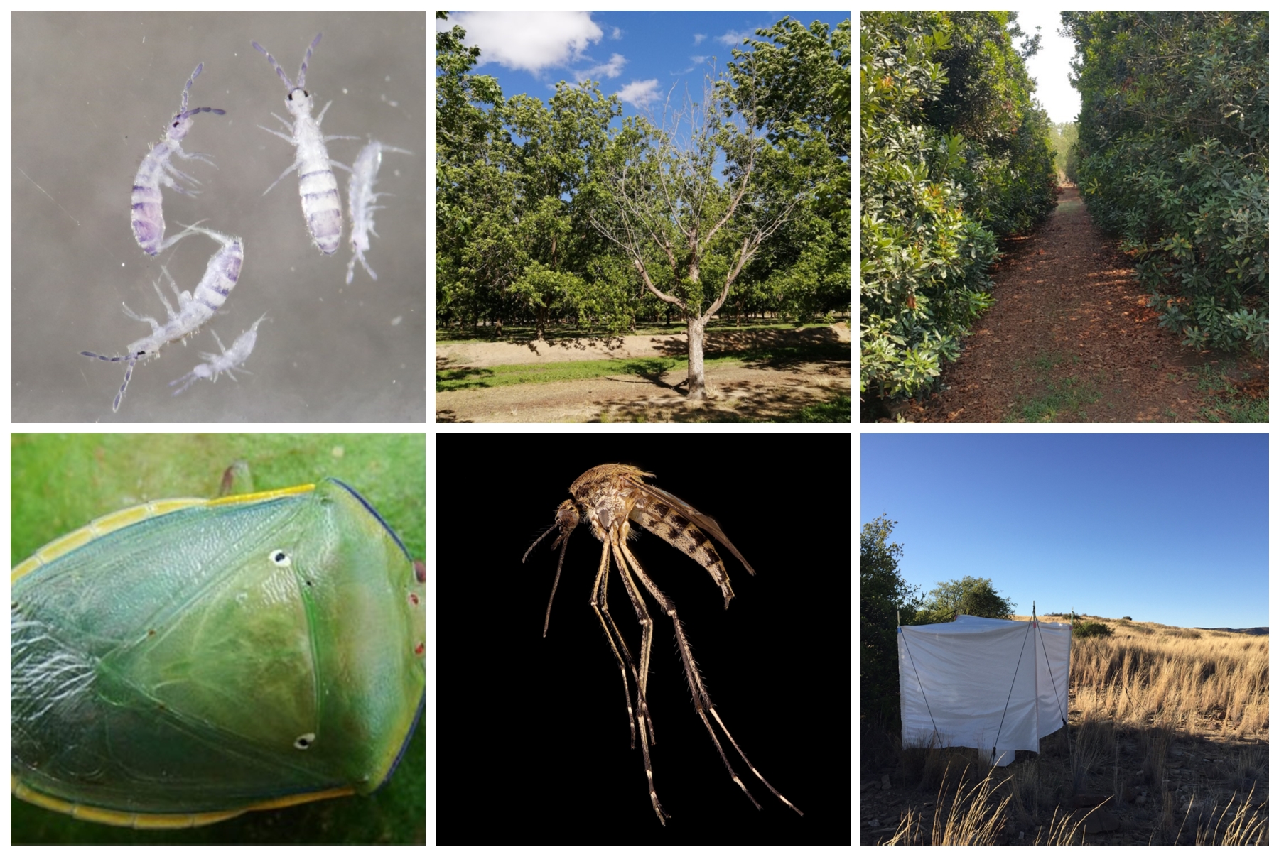 Environmental Entomology