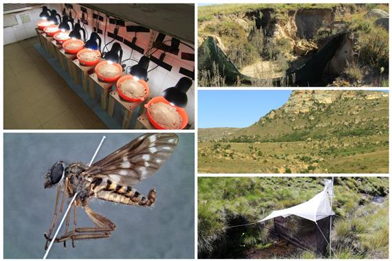 Environmental entomology Environmental entomology
