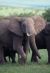 Elephant 277 Description: Occupational Therapy Keywords: Health, Sciences, Occupational Therapy