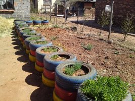 Description:Food gardens at Tlhokomelong Community-based Care and Support Service,Phase 3,rural area close to Bloemfontein Tags:Tlhokomelong,Community-Based,Care and Support Centre,Phase 3,food gardens,third-year medical students, elderly