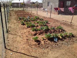 Description:Food gardens at Tlhokomelong Community-based Care and Support Service,Phase 3,rural area close to Bloemfontein Tags:Tlhokomelong,Community-Based,Care and Support Centre,Phase 3,food gardens,third-year medical students, elderly