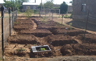 1537 Description:Food gardens at Tlhokomelong Community-based Care and Support Service,Phase 3,rural area close to Bloemfontein Tags:Tlhokomelong,Community-Based,Care and Support Centre,Phase 3,food gardens,third-year medical students, elderly