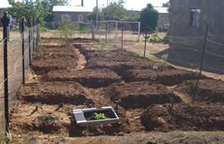 Description:Food gardens at Tlhokomelong Community-based Care and Support Service,Phase 3,rural area close to Bloemfontein Tags:Tlhokomelong,Community-Based,Care and Support Centre,Phase 3,food gardens,third-year medical students, elderly