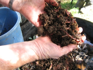 Description: Earthworms and food garden project at Free State Care in Action Tags: earthworms, food gardens, Free State Care in Action, MEX354, service learning