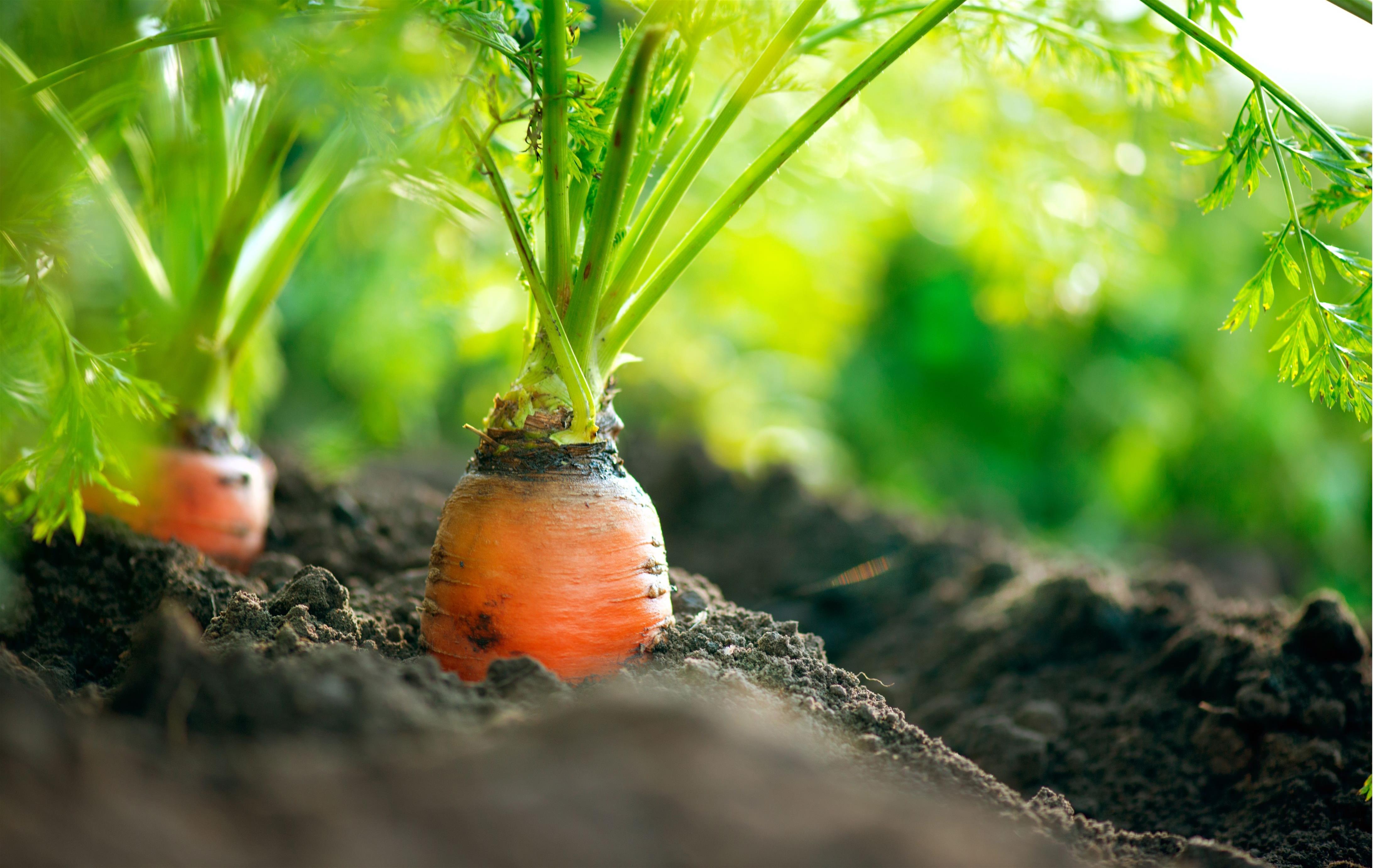 2 April Carrot Sald (2)