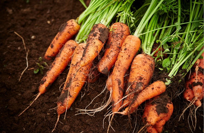 2 April Carrot Sald (3)