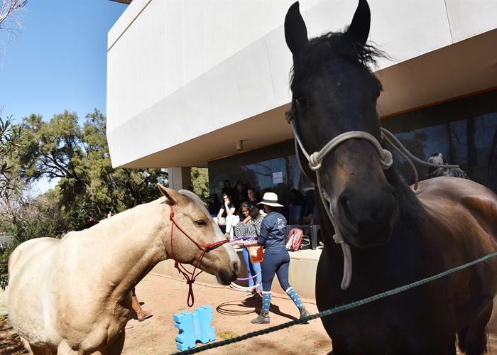 Therapeutic Horse-riding Project