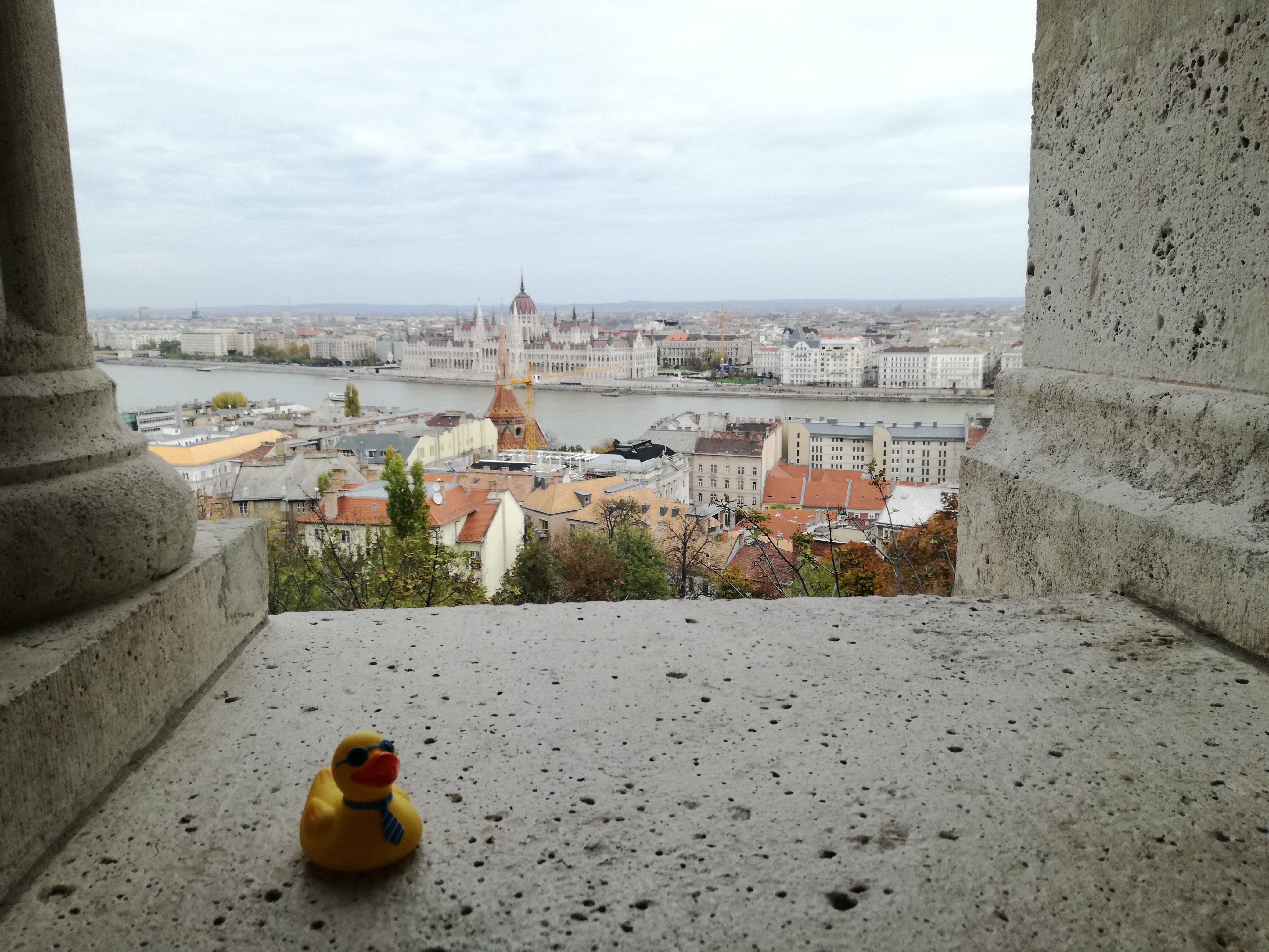 Travelling duck