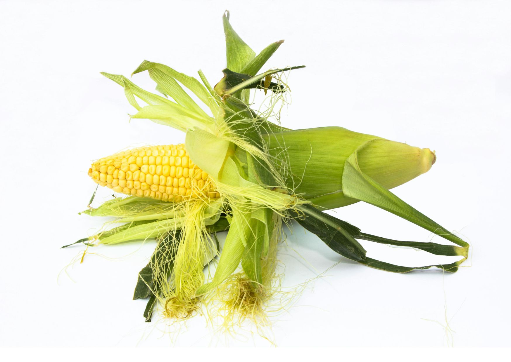 maize