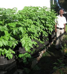 Description: Service Learning Keywords: growing potatoes, rings