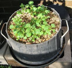 Description: Service Learning Keywords: Valour, potatoes, potatoe seeds, rings