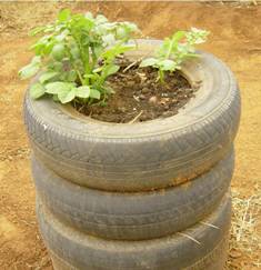 Food Garden Projects Food Garden Projects