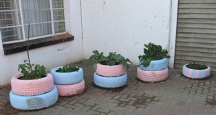 Bloem Shelter for Women~5 1759 Description: Service Learning Keywords: service learning, MEX354, Bloem Shelter for Women, growing vegetables, veggies in tyres