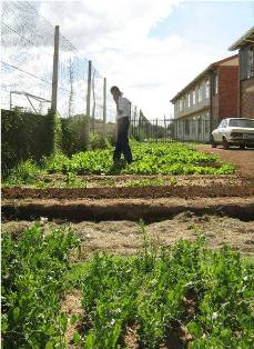 Description: Service Learning Keywords: Reach Heidedal, food gardens