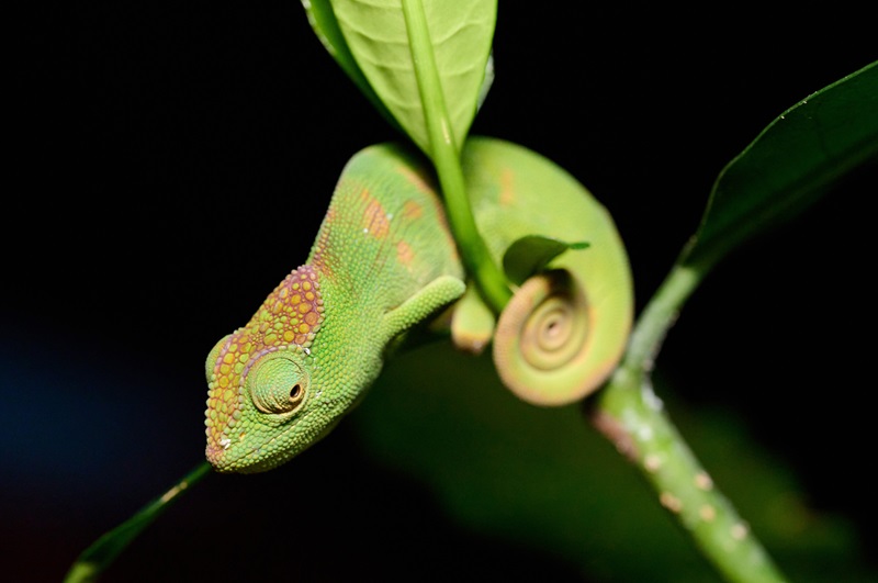 An endemic chameleon_CB