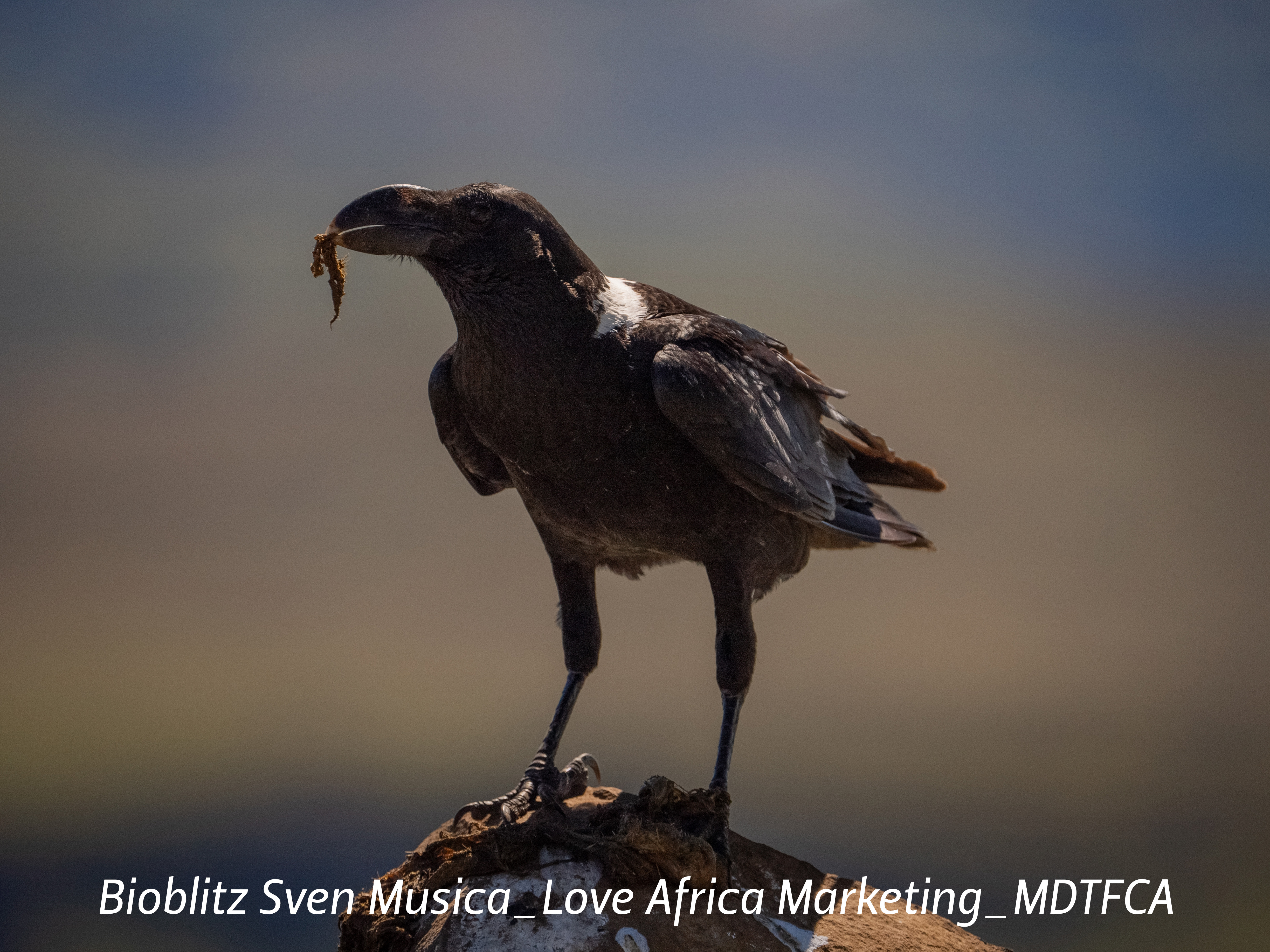 Bioblitz Sven Musica_Love Africa Marketing_MDTFCA (26