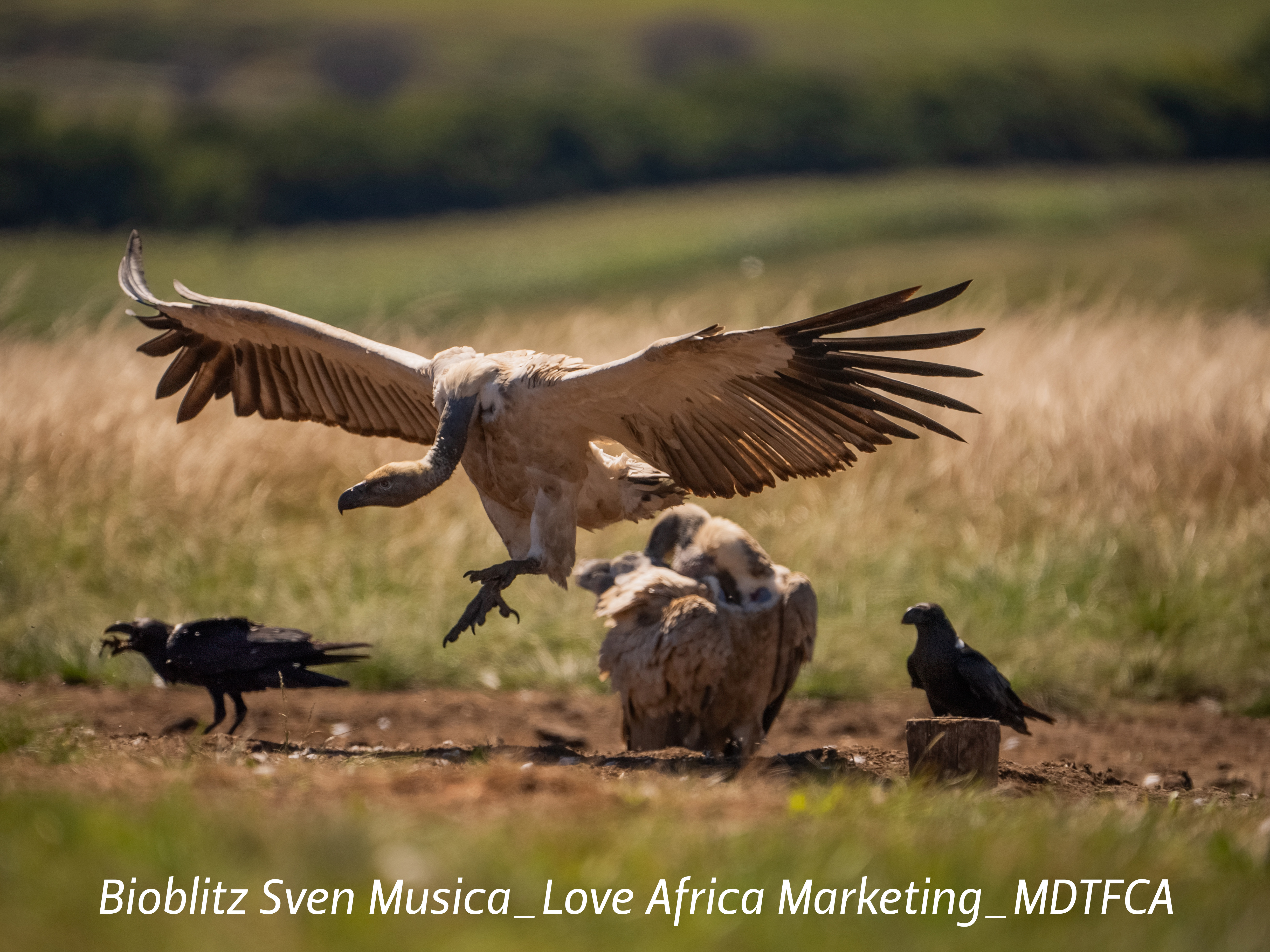 bioblitz Sven Musica_Love Africa Marketing_MDTFCA (30