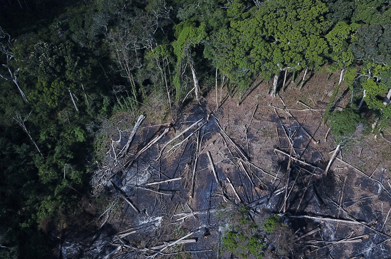 Deforestatiion inside the forest at Mt Nallume_JB