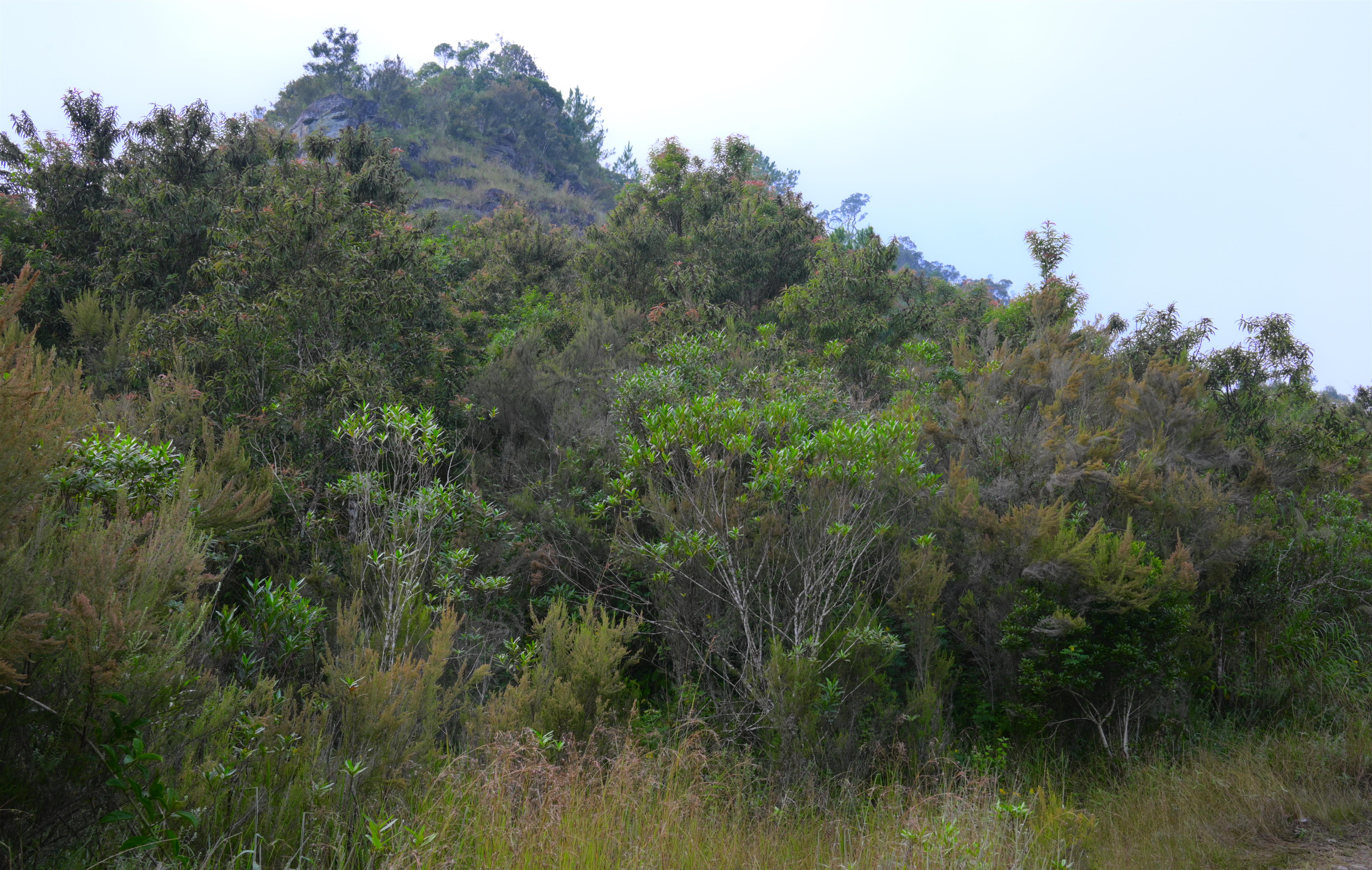 Malagasy mountains (1)