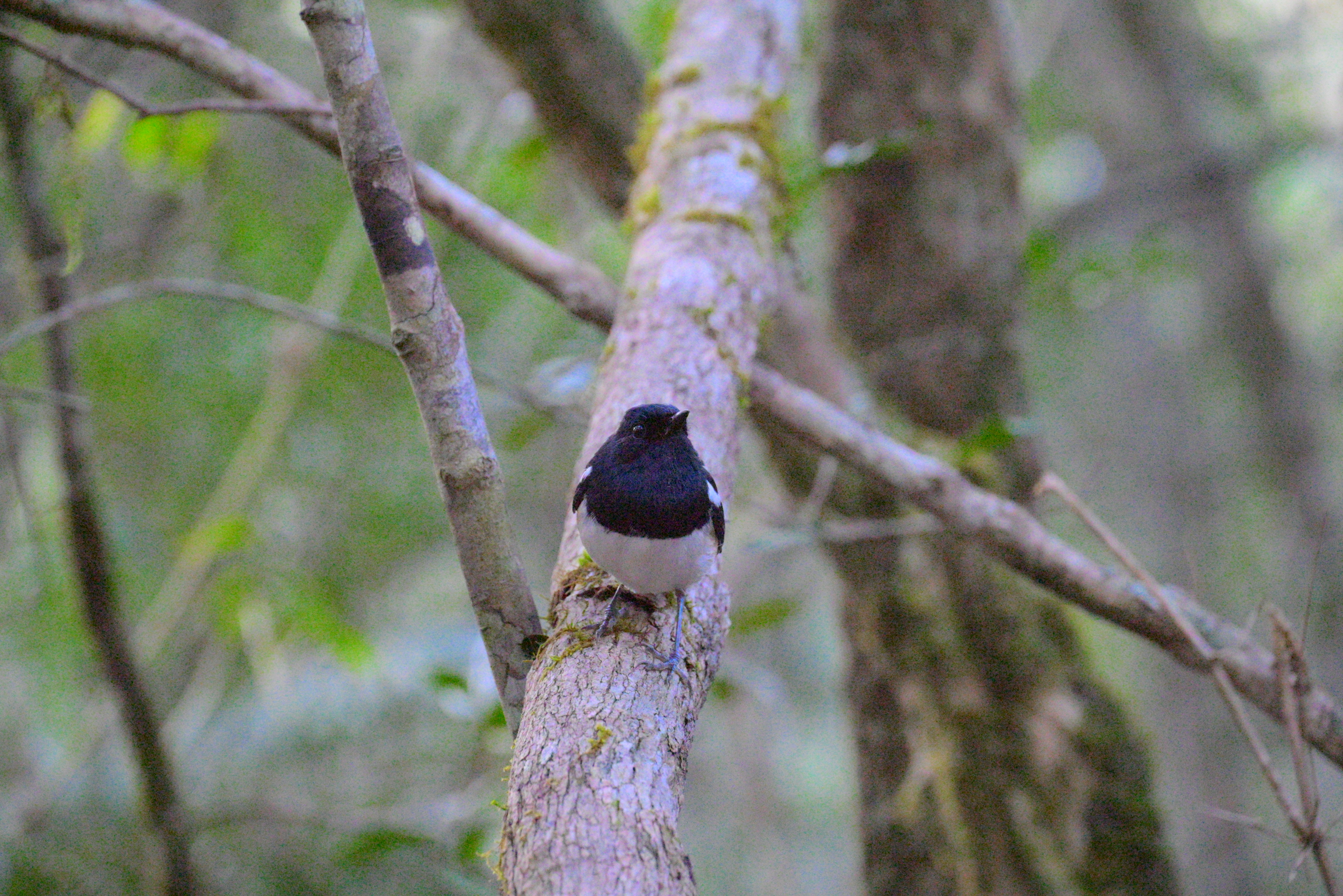 Malagasy mountains (5)